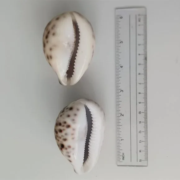 Lot of 14 Medium and Large Sea Shells 2.5" to 4" Cockle, Cowrie, Conch, Snail - Picture 8 of 14
